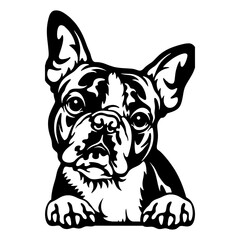 Boston Terrier Dog - Peeking Dog Breed - Pet Dog Vector Portrait, Dog Silhouette Stencil