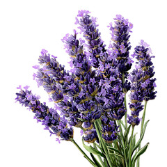Fototapeta premium lavender drawing png