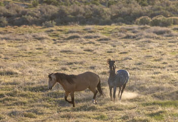 Wild Horses in the Utah Desert in Springtime