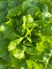 fresh green lettuce