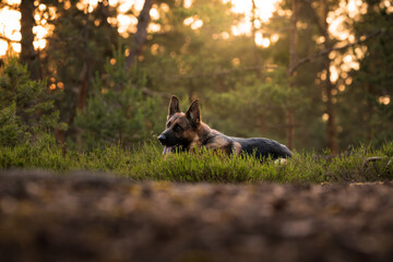 German Shepherd in the forest and playing in the water