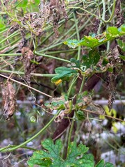 The Ladybug larva with plant
