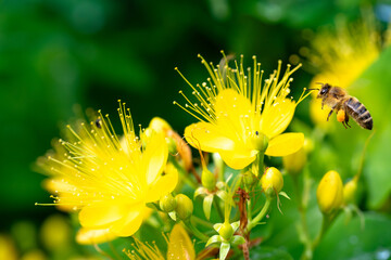 A Busy Bee's Dance: Gathering Nectar from the Golden St. John's Wort Bloom