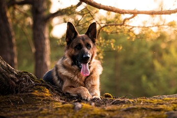 German Shepherd in the forest and playing in the water