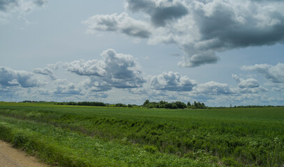Beautiful summer landscape with blue sky, clouds, field, grass, trees.