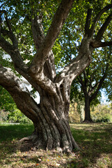 old oak tree