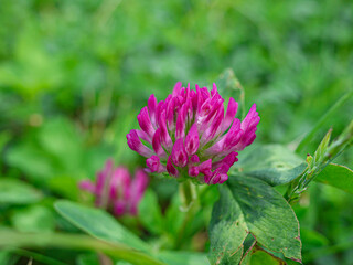 Red clover flower, close-up, on a background of green grass