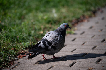 pigeon in the park