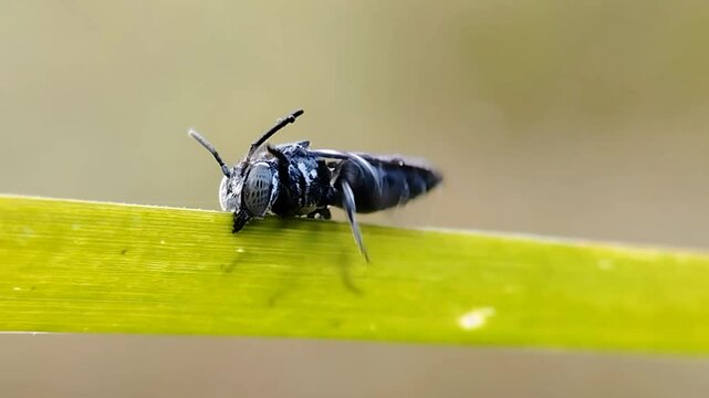 Black bee on leaf