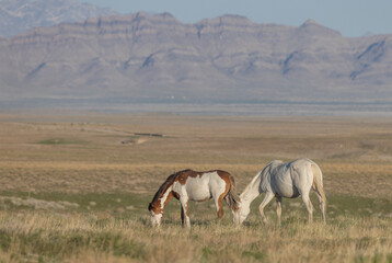 Wild Horses in the Utah Desert in Springtime