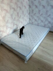 cat and new mattress for the bedroom, mattress