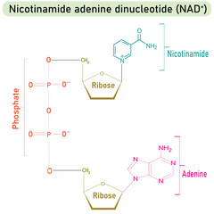NAD Plus Molecule Diagram showing Ribose, Phosphate, and Base Components. Useful for medical students and infographic designers working on cellular respiration or redox reactions.