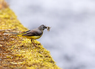 Grey wagtail bird "Motacilla cinerea" with beak full of insects stands on yellow lichen covered river bank. "River Dodder", Dublin, Ireland