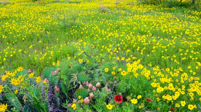Meadow Filled With Prickly Pear Cactus and WIldflowers, Canyon Rim Spur Trail, Caprock Canyon State Park, Texas, USA