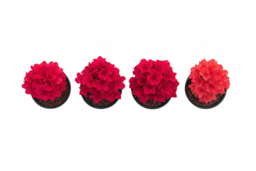 Four vibrant red and pink azalea flowers in pots are arranged in row, showcasing their lush blooms and green leaves. flowers are set against plain background, highlighting their vivid colors
