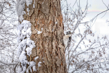 Downy Woodpecker on Tree Trunk looking out