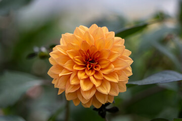 Colorful summer flowers