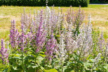 Salvia sclarea | Clary sage or muscatel sage as decorative plant in a cottage garden. Tall stems...