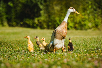 Laufentenfamilie, Entenfamilie, Laufenten im Garten, Entenmama mit K&uuml;ken, Bauernhoftiere
