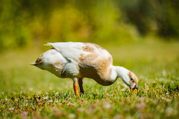 Laufente in der Wiese, Laufente im Garten, 