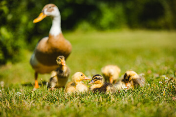 Laufentenfamilie,  Laufentenbabys, kleine Laufenten, Bauernhoftiere, Entenfamilie