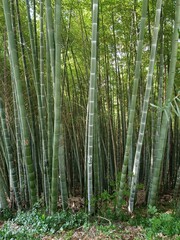 Bamboo forest in the botanical garden in Batumi