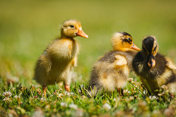 Tiere in der Wiese, Laufentenbabys, kleine Laufenten, Bauernhoftiere, 