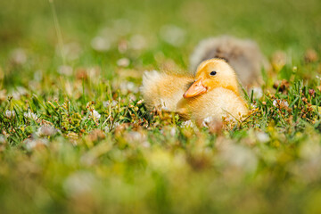 Tiere in der Wiese, Laufentenbabys, kleine Laufenten, Bauernhoftiere, 