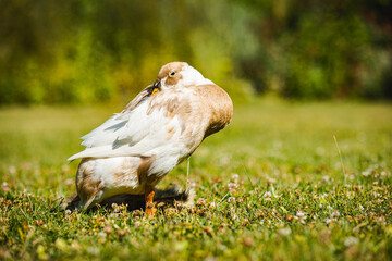 Laufente im Garten, Laufente in der Wiese, Bauernhoftier, 