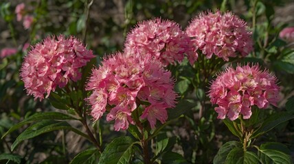 Obraz premium /pink ofwhait flowerse and siweng