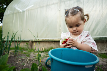 Toddler picking fresh strawberries from garden near greenhouse with a blue bucket