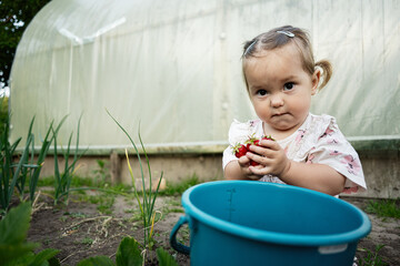 Young child exploring outdoor gardening holding freshly picked strawberries