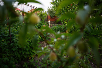 Child playing in a lush garden surrounded by greenery and trees