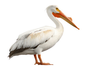 American white pelican isolated