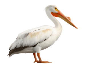 American white pelican isolated
