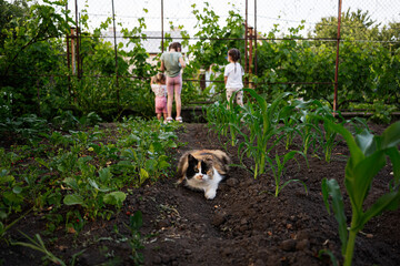Beautiful rural garden with children and a cat exploring nature together