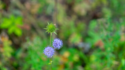 Succisa pratensis or devil's-bit scabious, flowering plant in honeysuckle family Caprifoliaceae