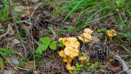 Forest clearing with edible mushrooms Cantharellus cibarius or girolle is golden chanterelle, genus Cantharellus. Decoration of forest