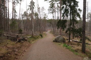 Idyllic scenery in Tyresta nationalpark in Sweden