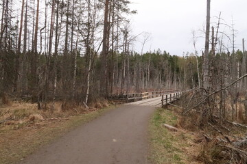 Wooden bridge in Tyresta Nationalpark in Sweden