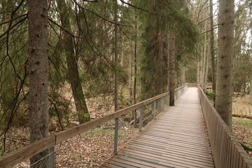Wooden bridge in Tyresta Nationalpark in Sweden
