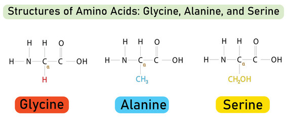 Chemical Structures of Amino Acids Glycine, Alanine, and Serine – Labeled Molecular Vector Illustration for Biochemistry Education