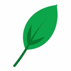 Single green leaf isolated on white background