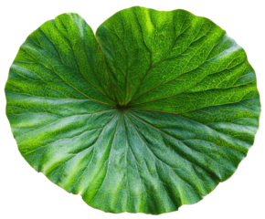 Large green leaf with intricate veins for nature design and decoration