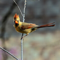 A female Northern Cardinal clinging to a small branch.