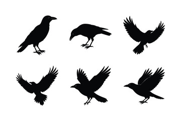 Crow different activities silhouette bundle 