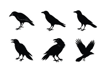 Crow different activities silhouette bundle 