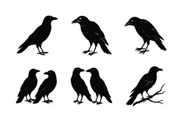 Crow different activities silhouette bundle 