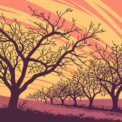 Obraz premium Sunrise over cherry orchard silhouette