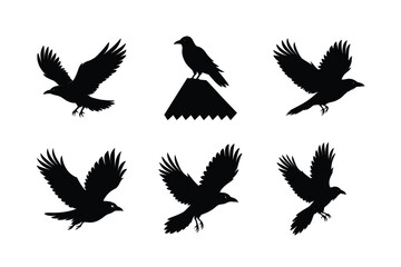 Crow different activities silhouette bundle 